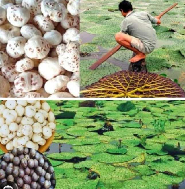 मखाना खेती – किसानों की समृद्धि और स्वास्थ्य की नई राह - Hamar dhamtari